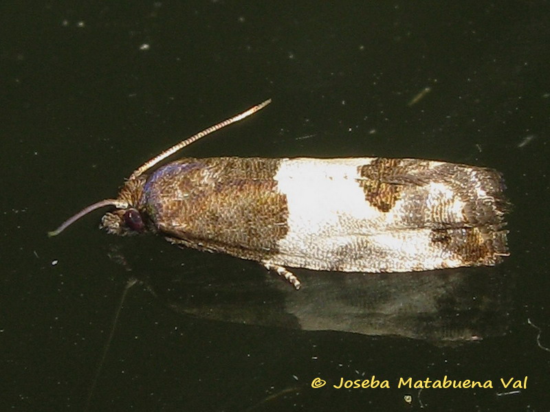 Tortricidae da id.
